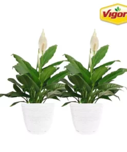 Vigoro 6 in. Peace Lily Indoor Plant in Small White Ribbed Plastic Decor Planter (2-Pack)