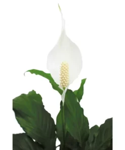 Vigoro 6 in. Peace Lily Indoor Plant in Small White Ribbed Plastic Decor Planter (2-Pack) -Vigoro sales Store vigoro indoor plants co sy06 3 vi wh 77 1000