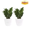 Vigoro 6 in. ZZ Indoor Plant in Small White Ribbed Plastic Decor Planter (2-Pack) -Vigoro sales Store vigoro indoor plants co zz vi wh 64 1000
