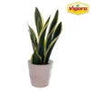 Vigoro 6 in. Sansevieria Snake Plant in Black Decor Pot -Vigoro sales Store vigoro indoor plants sans6vigoro 64 1000
