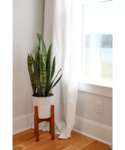 Vigoro 6 in. Sansevieria Snake Plant in Black Decor Pot -Vigoro sales Store vigoro indoor plants sans6vigoro c3 1000