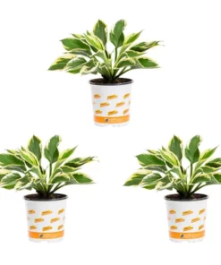 Vigoro 2.5 Qt. Green Variegated Minuteman Hosta Perennial Plant (3-Pack)