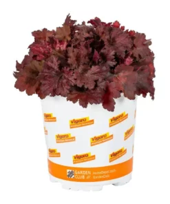 Vigoro 2.5 Qt. Indian Summer Cranberry Heuchera Coral Bells Perennial Plant (3-Pack) -Vigoro sales Store vigoro perennials 4267 4f 1000