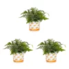 Vigoro 2.5 Qt. Fern Hardy Japanese Painted Perennial Plant (3-Pack)