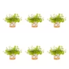 1 Pt. Vigoro Accent Lysimachia Creeping Jenny Green Perennial Plant (6-Pack) -Vigoro sales Store vigoro perennials 5122 64 1000