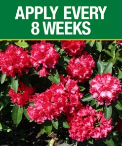 Vigoro 3.5 lb. All Season Azalea Camellia and Rhododendron Plant Food (10-8-8) 9 Vigoro 3.5 lb. All Season Azalea Camellia and Rhododendron Plant Food (10-8-8) -Vigoro sales Store vigoro plant food fertilizer 124248 1f 1000
