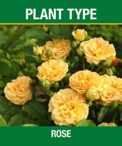 Vigoro 3.5 lb. All Season Rose Plant Food (12-6-10) 11 Vigoro 3.5 lb. All Season Rose Plant Food (12-6-10) -Vigoro sales Store vigoro plant food fertilizer 124250 c3 1000