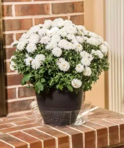 Vigoro 12 in. Plastic Deep Planter Liner -Vigoro sales Store vigoro plant liners dl12vg 1f 1000