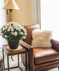 Vigoro 10 in. Cork Mat -Vigoro sales Store vigoro planter saucers cm10phbdi 1f 1000