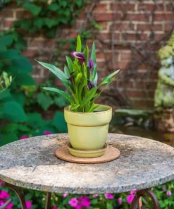 Vigoro 6 in. Cork Mat -Vigoro sales Store vigoro planter saucers cm6phbdi 44 1000