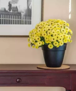 Vigoro 8 in. Cork Mat -Vigoro sales Store vigoro planter saucers cm8phbdi 1f 1000