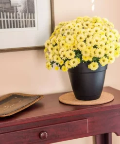 Vigoro 8 in. Cork Mat -Vigoro sales Store vigoro planter saucers cm8phbdi 4f 1000