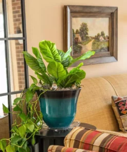 Vigoro 12 in. Heavy Duty Plant Saucer -Vigoro sales Store vigoro planter saucers sp12vg 44 1000