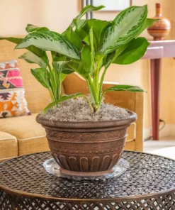 Vigoro 14 in. Heavy Duty Plant Saucer -Vigoro sales Store vigoro planter saucers sp14vg 4f 1000