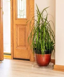 Vigoro 14 in. Plastic Plant Saucer -Vigoro sales Store vigoro planter saucers vs14vg 1f 1000