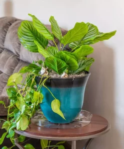 Vigoro 14 in. Plastic Plant Saucer -Vigoro sales Store vigoro planter saucers vs14vg 44 1000