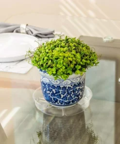 Vigoro 8 in. Plastic Plant Saucer -Vigoro sales Store vigoro planter saucers vs8vg 4f 1000