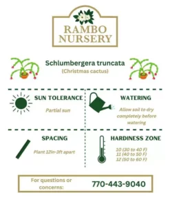 Vigoro 6 in. Christmas Cactus with Red Pot Cover -Vigoro sales Store vigoro succulents 81826 44 1000