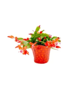 Vigoro 6 in. Christmas Cactus with Red Pot Cover