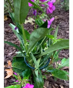 Vigoro 18 in. H x 1.50 in. W Steel Plant Prop 21 Vigoro 18 in. H x 1.50 in. W Steel Plant Prop -Vigoro sales Store vigoro tomato cages 611872 hd 31 1000