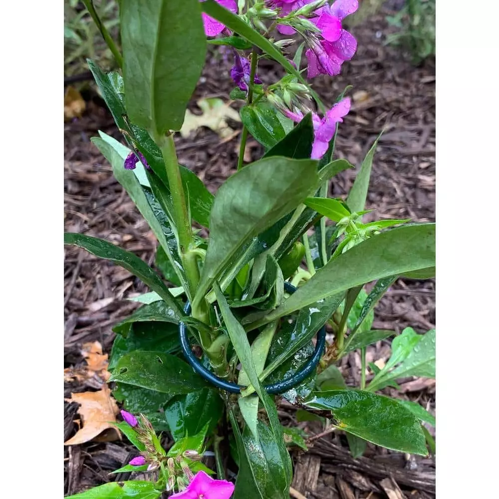 Vigoro 18 in. H x 1.50 in. W Steel Plant Prop 12 Vigoro 18 in. H x 1.50 in. W Steel Plant Prop - Image 10