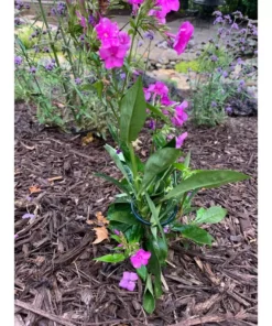 Vigoro 36 in. H x 2.24 in. W Metal Plant Prop 21 Vigoro 36 in. H x 2.24 in. W Metal Plant Prop -Vigoro sales Store vigoro tomato cages 613672 hd 31 1000