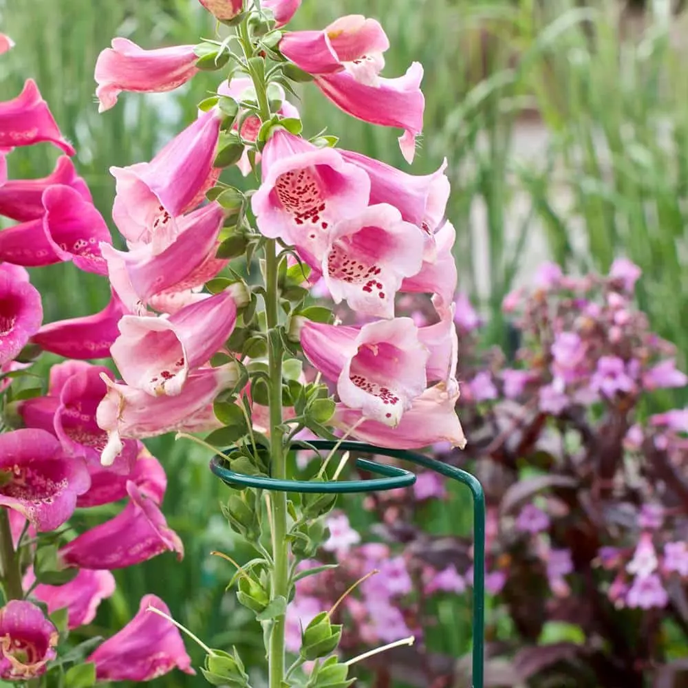 Vigoro 36 in. H x 2.24 in. W Metal Plant Prop 10 Vigoro 36 in. H x 2.24 in. W Metal Plant Prop - Image 8