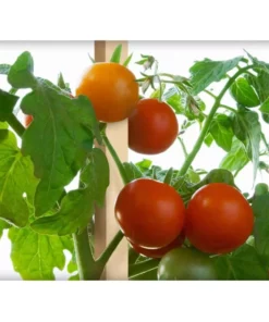 Vigoro 4 ft. Wooden Garden Stake -Vigoro sales Store vigoro tomato cages rc 84n 1f 1000