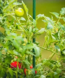 Vigoro 5 ft. Green Colored Steel Core Garden Stake -Vigoro sales Store vigoro tomato cages st5vg 76 1000