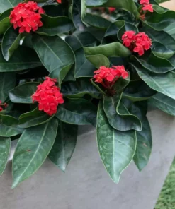 KANTE 31 in. L Rectangular Weathered Concrete/Fiberglass Indoor Outdoor Elegant Planter -Vigoro sales Store weathered concrete kante plant pots osf0104b c80021 2 66 1000