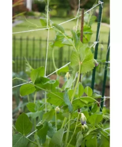 Vigoro 5 ft. x 8 ft. Sturdy Garden Trellis -Vigoro sales Store white vigoro tomato cages t008avg 1f 1000
