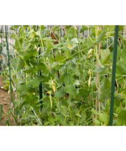 Vigoro 5 ft. x 8 ft. Sturdy Garden Trellis -Vigoro sales Store white vigoro tomato cages t008avg 76 1000